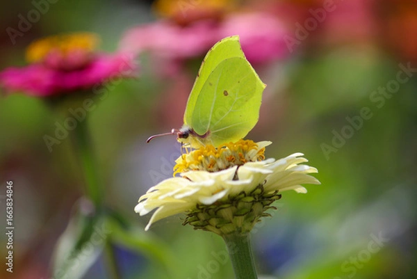 Obraz butterfly on flower