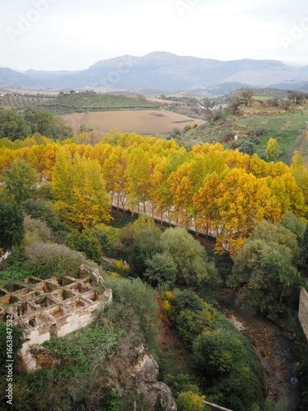 Obraz Bright yellow maple trees and mountain landscape of Ronda. Autumn in Andalusia, Spain.