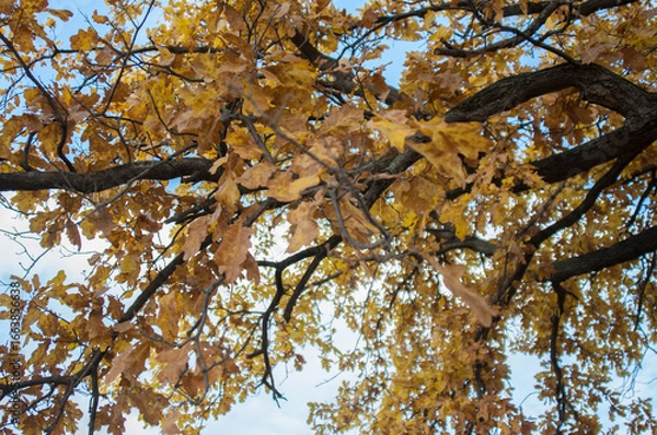 Obraz tree in autumn