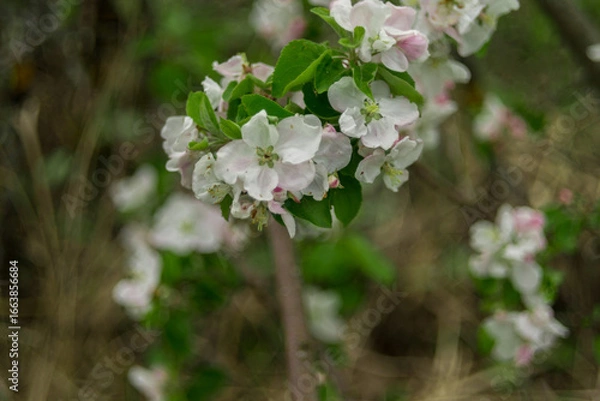 Obraz cherry tree flowers