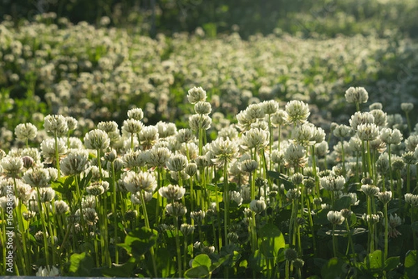 Obraz The field of blooming white clover in the evening sunlight