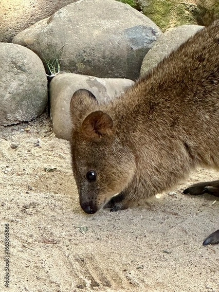 Obraz Quokka
