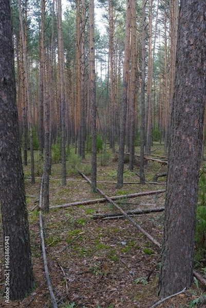 Fototapeta forest in autumn