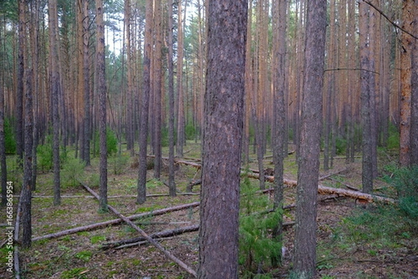 Fototapeta forest in autumn