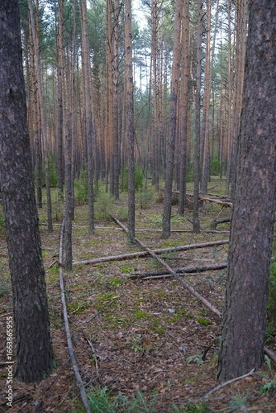Fototapeta forest in autumn