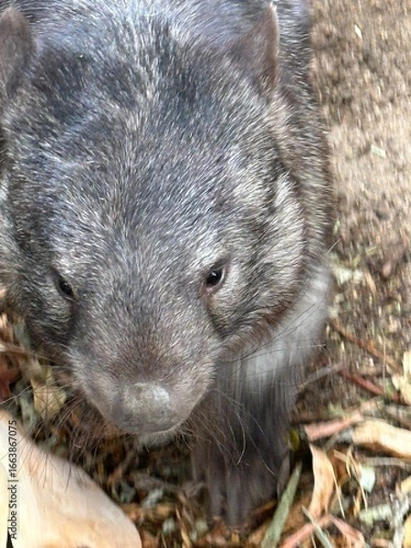 Obraz Wombat