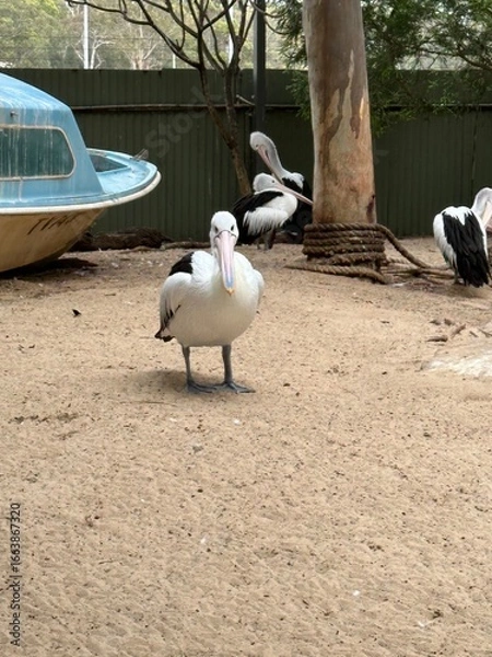 Obraz pelicans on the beach