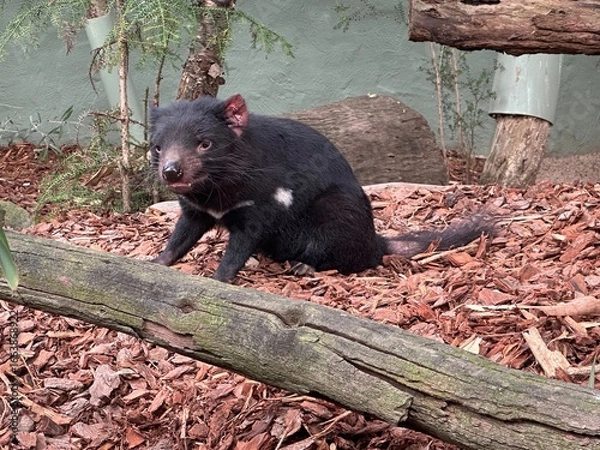 Obraz Tasmanian Devil