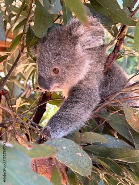 Obraz Koala