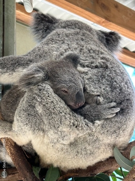 Obraz Koala