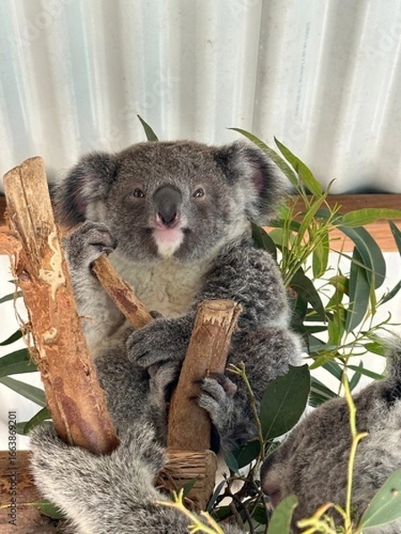 Obraz Koala