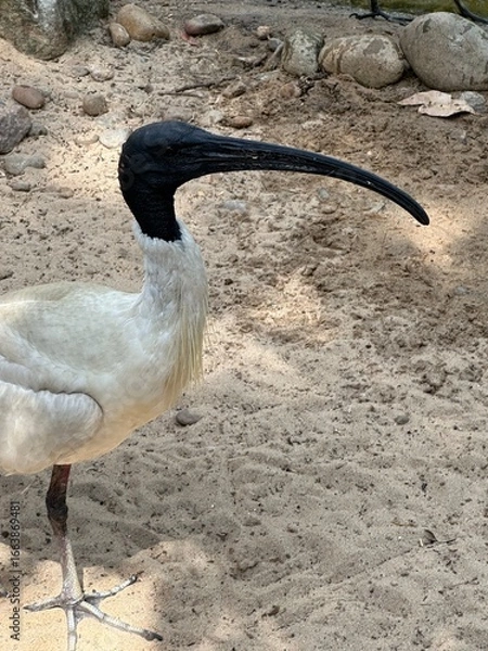 Obraz Australian White Ibis "Bin Chicken"