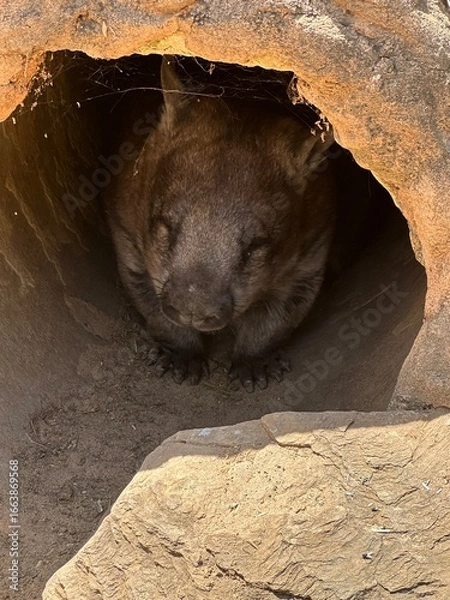 Obraz Wombat in log