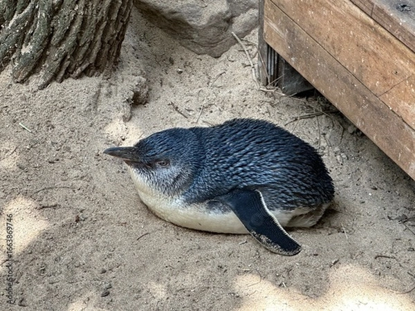 Obraz Fairy Penguin