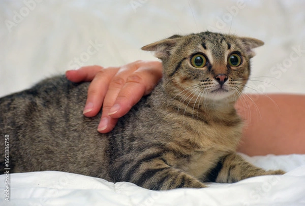Fototapeta a tabby cat with distinct green eyes, lying on a light background. The animal looks wary or scared - its ears are pressed back and its gaze is wide open. 