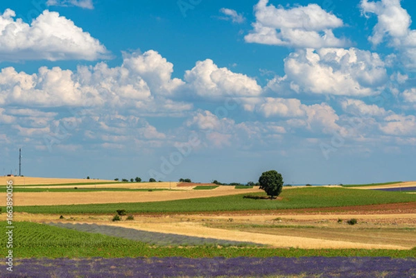 Fototapeta Stunning Lavender Fields in Brihuega, Spain on a Summer Day