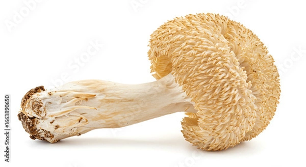 Fototapeta Close up of a lion's mane mushroom with a textured surface and thick stem on a white background space