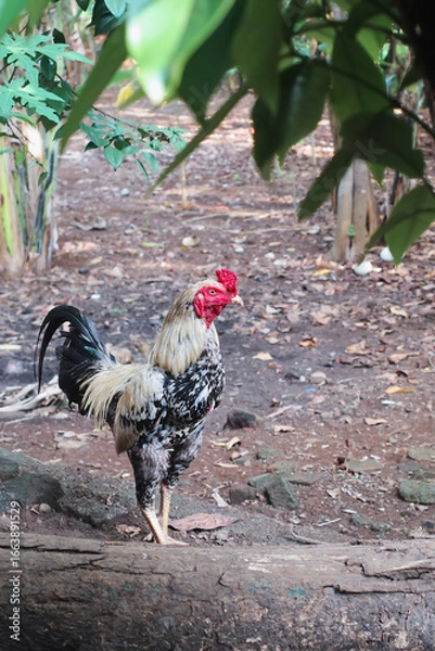 Obraz free range chicken