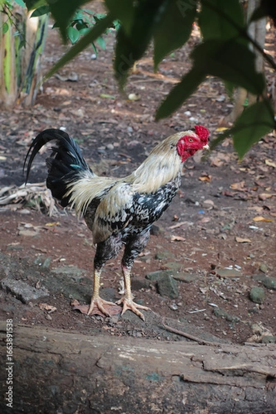 Obraz free range chicken