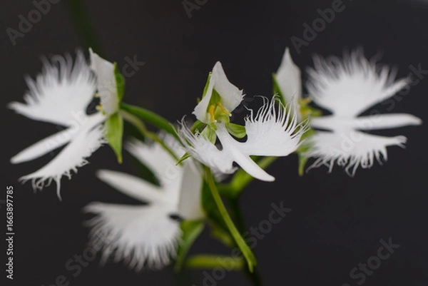 Fototapeta 美しいサギソウ02