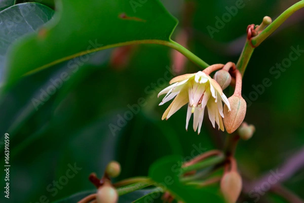 Fototapeta Close-up of Mimusops elengi flowers or Bokul blooming on a tree.