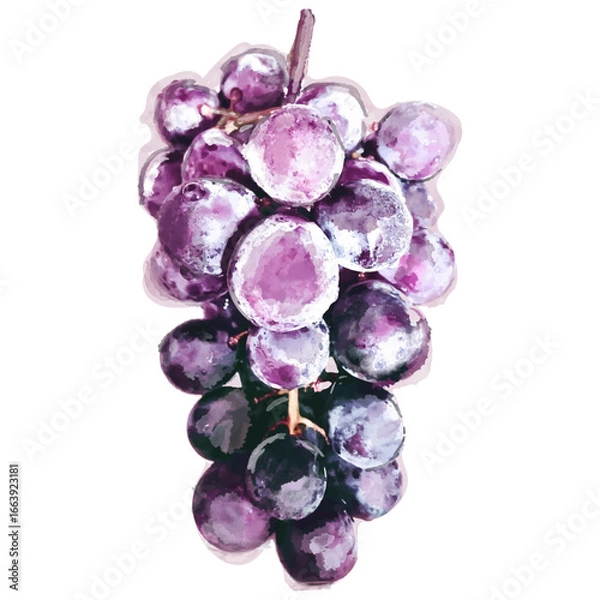 Fototapeta 水彩で描いた葡萄の絵