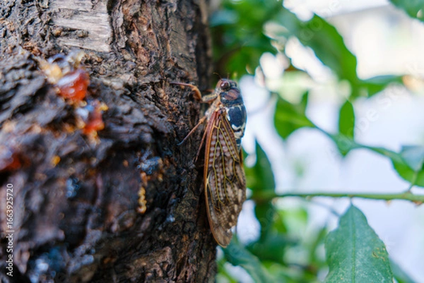 Fototapeta アブラゼミ