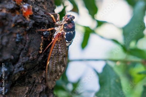 Fototapeta アブラゼミ