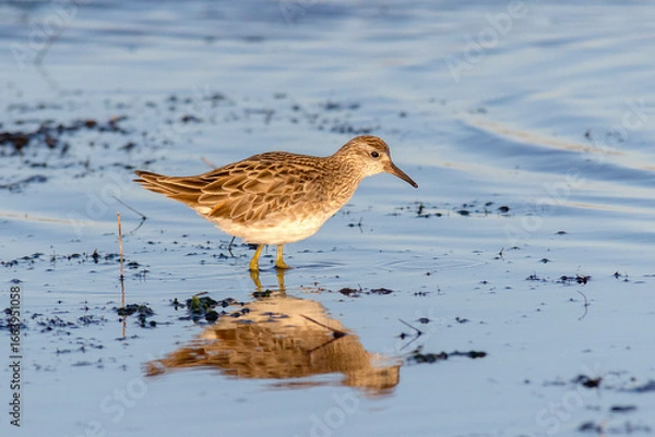 Obraz Sharp Tailed Sandpiper Wading in Shallow Water