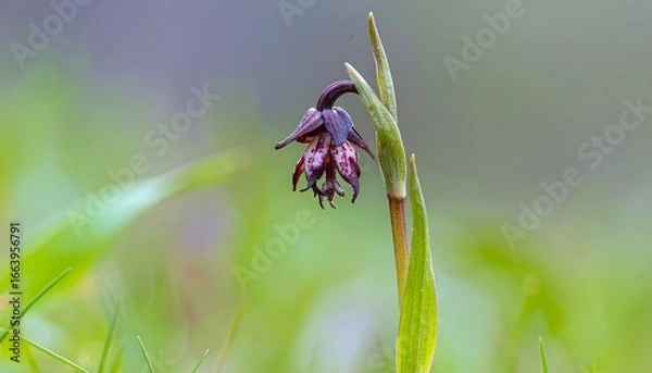 Fototapeta Delicate, dark purple and white speckled wildflower stands out against a soft, blurred background of vibrant green foliage.