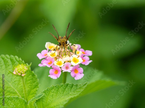 Fototapeta 花の蜜を吸うイチモンジセセリの正面