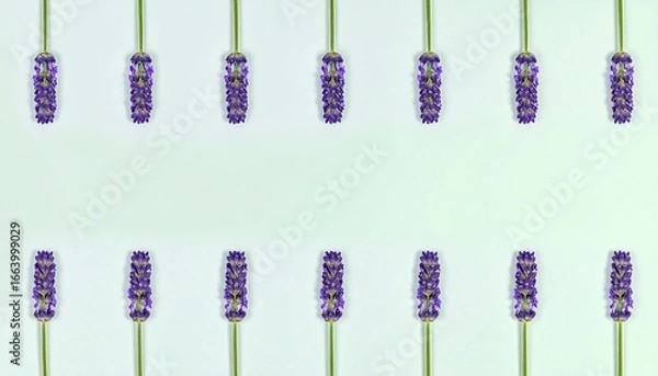 Fototapeta Symmetrical arrangement of fresh lavender blossoms on a light, calming backdrop