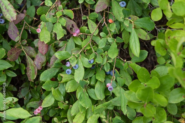 Fototapeta Wild blueberry at the Mohonk Preserve