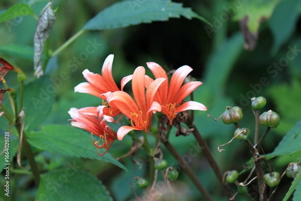 Obraz キツネノカミソリ