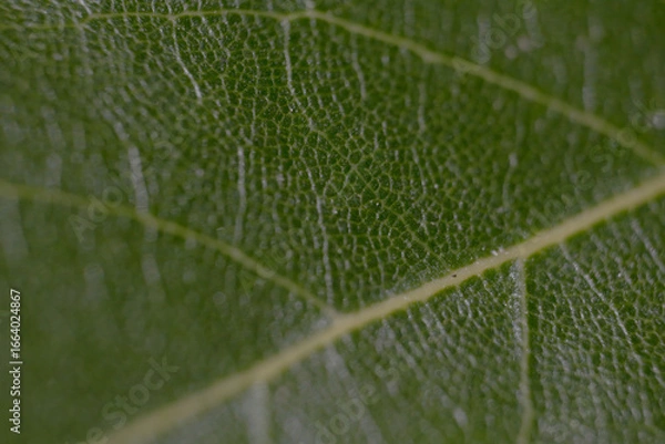 Obraz green leaf macro