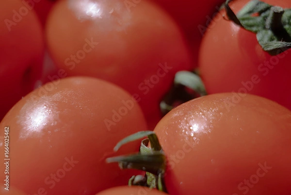 Obraz tomatoes on the vine