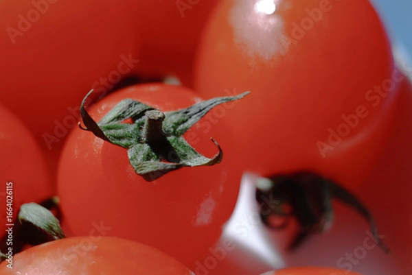 Obraz tomato on the vine