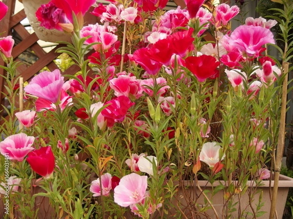 Obraz ゴデチャの花の生態写真