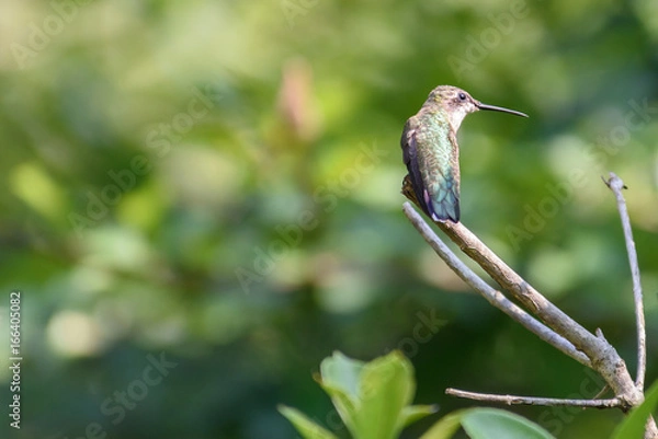 Fototapeta Hummingbird