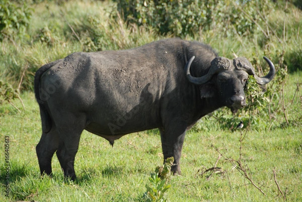 Obraz Buffalo in the Wild