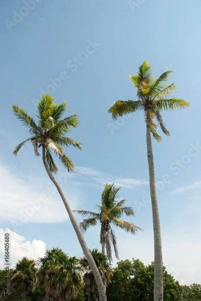 Obraz Palm Trees Against Blue Sky