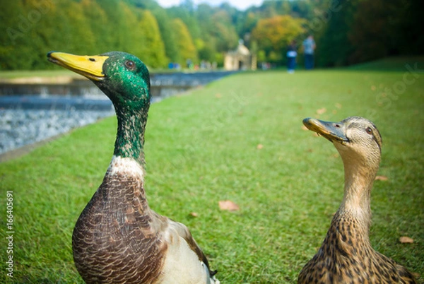 Obraz Two Mallard Ducks