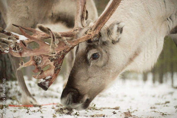 Obraz Reindeer Eating from Ground