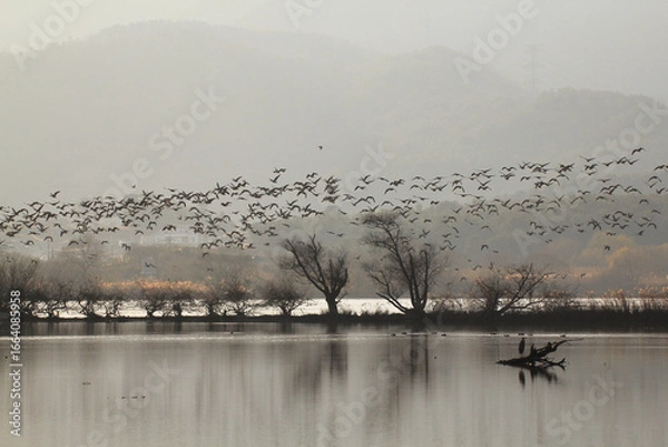 Obraz migratory bird season