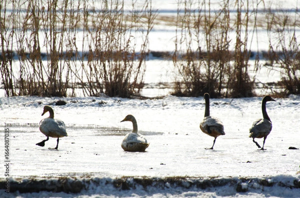 Obraz  migratory bird season