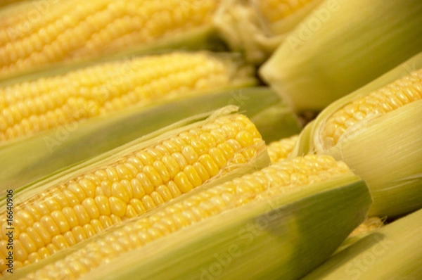 Fototapeta トウモロコシ