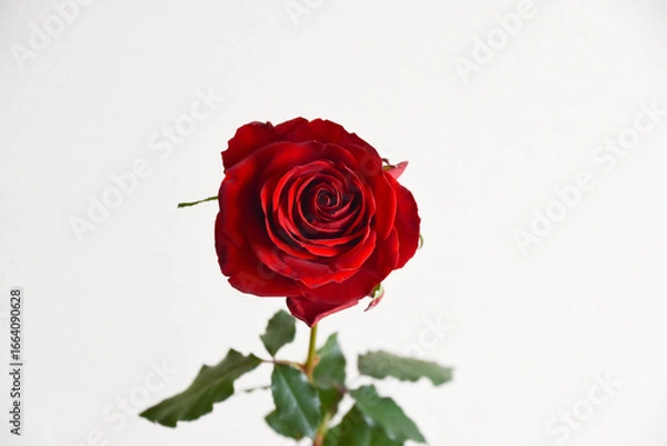 Fototapeta 赤いばら