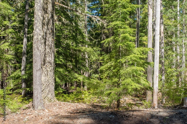 Fototapeta Pine tree trunks in a dense pine woodland area, with pine needles covering the forest floor. 