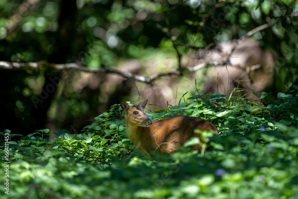 Obraz Taiwan Yilan Fushan Botanical Garden is the largest in Asia and has a large number of wild animals. Taiping Mountain there are many primitive forest trails with towering ancient trees