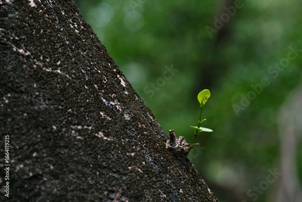 Fototapeta Small branches grow on the trunk